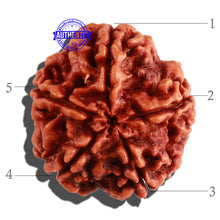 Load image into Gallery viewer, 5 Mukhi Rudraksha from Nepal - Bead No. 183