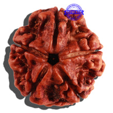 Load image into Gallery viewer, 5 Mukhi Rudraksha from Nepal - Bead No. 184