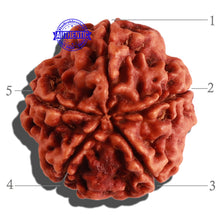Load image into Gallery viewer, 5 Mukhi Rudraksha from Nepal - Bead No. 184
