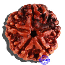 Load image into Gallery viewer, 5 Mukhi Rudraksha from Nepal - Bead No. 189