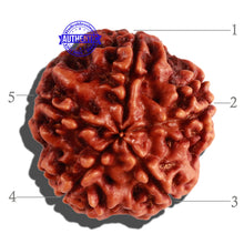 Load image into Gallery viewer, 5 Mukhi Rudraksha from Nepal - Bead No. 189