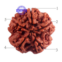 Load image into Gallery viewer, 5 Mukhi Rudraksha from Nepal - Bead No. 176