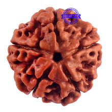 Load image into Gallery viewer, 5 Mukhi Rudraksha from Nepal - Bead No. 159