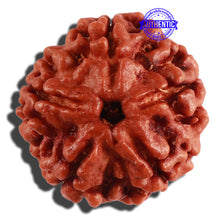 Load image into Gallery viewer, 5 Mukhi Rudraksha from Nepal - Bead No. 202