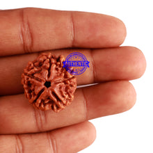 Load image into Gallery viewer, 5 Mukhi Rudraksha from Nepal - Bead No. 204