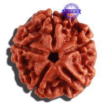Load image into Gallery viewer, 5 Mukhi Rudraksha from Nepal - Bead No. 204