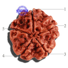 Load image into Gallery viewer, 5 Mukhi Rudraksha from Nepal - Bead No. 204