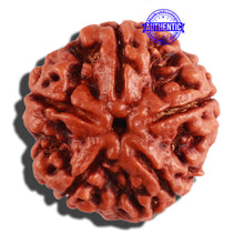 Load image into Gallery viewer, 5 Mukhi Rudraksha from Nepal - Bead No. 206