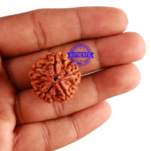 Load image into Gallery viewer, 5 Mukhi Rudraksha from Nepal - Bead No. 207