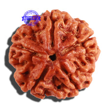 Load image into Gallery viewer, 5 Mukhi Rudraksha from Nepal - Bead No. 207