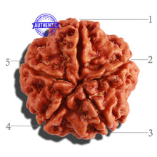Load image into Gallery viewer, 5 Mukhi Rudraksha from Nepal - Bead No. 207