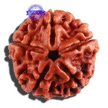 Load image into Gallery viewer, 5 Mukhi Rudraksha from Nepal - Bead No. 208