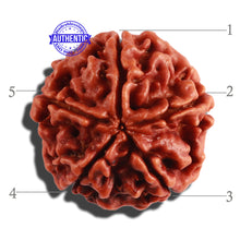 Load image into Gallery viewer, 5 Mukhi Rudraksha from Nepal - Bead No. 208
