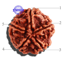 Load image into Gallery viewer, 5 Mukhi Rudraksha from Nepal - Bead No. 209