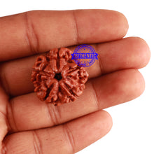 Load image into Gallery viewer, 5 Mukhi Rudraksha from Nepal - Bead No. 210