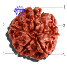 Load image into Gallery viewer, 5 Mukhi Rudraksha from Nepal - Bead No. 210