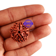 Load image into Gallery viewer, 5 Mukhi Rudraksha from Nepal - Bead No. 211