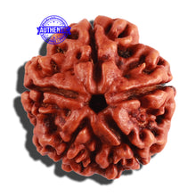 Load image into Gallery viewer, 5 Mukhi Rudraksha from Nepal - Bead No. 211
