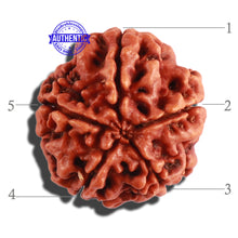 Load image into Gallery viewer, 5 Mukhi Rudraksha from Nepal - Bead No. 211