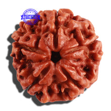 Load image into Gallery viewer, 5 Mukhi Rudraksha from Nepal - Bead No. 212
