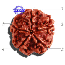 Load image into Gallery viewer, 5 Mukhi Rudraksha from Nepal - Bead No. 212
