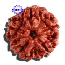 Load image into Gallery viewer, 5 Mukhi Rudraksha from Nepal - Bead No. 213