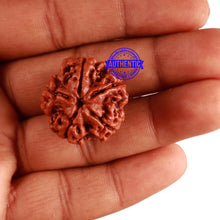 Load image into Gallery viewer, 5 Mukhi Rudraksha from Nepal - Bead No. 214