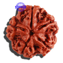 Load image into Gallery viewer, 5 Mukhi Rudraksha from Nepal - Bead No. 214