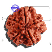 Load image into Gallery viewer, 5 Mukhi Rudraksha from Nepal - Bead No. 214
