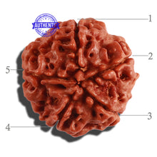 Load image into Gallery viewer, 5 Mukhi Rudraksha from Nepal - Bead No. 215