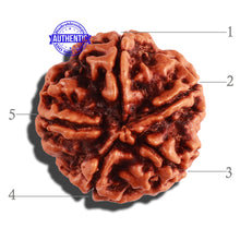Load image into Gallery viewer, 5 Mukhi Rudraksha from Nepal - Bead No. 216
