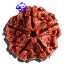 Load image into Gallery viewer, 5 Mukhi Rudraksha from Nepal - Bead No. 222