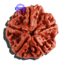 Load image into Gallery viewer, 5 Mukhi Rudraksha from Nepal - Bead No. 223