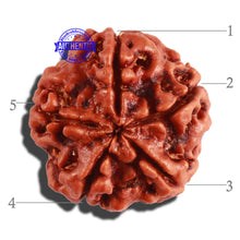 Load image into Gallery viewer, 5 Mukhi Rudraksha from Nepal - Bead No. 223