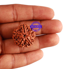 Load image into Gallery viewer, 5 Mukhi Rudraksha from Nepal - Bead No. 225