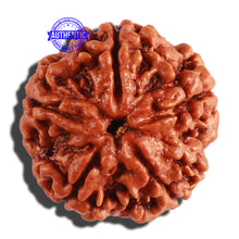 Load image into Gallery viewer, 5 Mukhi Rudraksha from Nepal - Bead No. 225