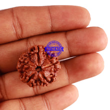 Load image into Gallery viewer, 5 Mukhi Rudraksha from Nepal - Bead No. 226