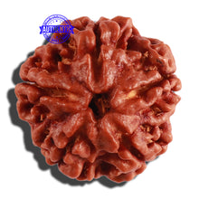Load image into Gallery viewer, 5 Mukhi Rudraksha from Nepal - Bead No. 226