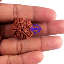 Load image into Gallery viewer, 5 Mukhi Rudraksha from Nepal - Bead No. 161