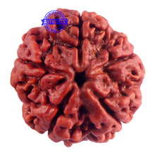 Load image into Gallery viewer, 5 Mukhi Rudraksha from Nepal - Bead No. 161