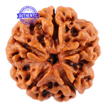 Load image into Gallery viewer, 5 Mukhi Rudraksha from Nepal - Bead No. 88