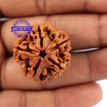 Load image into Gallery viewer, 5 Mukhi Rudraksha from Nepal - Bead No. 89