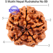 Load image into Gallery viewer, 5 Mukhi Rudraksha from Nepal - Bead No. 89