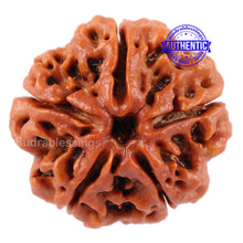 Load image into Gallery viewer, 5 Mukhi Rudraksha from Nepal - Bead No. 90