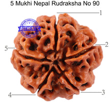 Load image into Gallery viewer, 5 Mukhi Rudraksha from Nepal - Bead No. 90