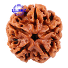 Load image into Gallery viewer, 5 Mukhi Rudraksha from Nepal - Bead No. 92