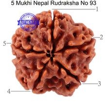 Load image into Gallery viewer, 5 Mukhi Rudraksha from Nepal - Bead No. 93