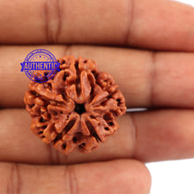 Load image into Gallery viewer, 5 Mukhi Rudraksha from Nepal - Bead No. 94