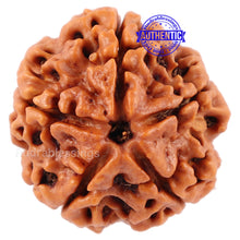 Load image into Gallery viewer, 5 Mukhi Rudraksha from Nepal - Bead No. 95