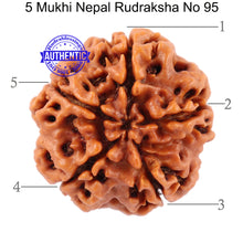 Load image into Gallery viewer, 5 Mukhi Rudraksha from Nepal - Bead No. 95